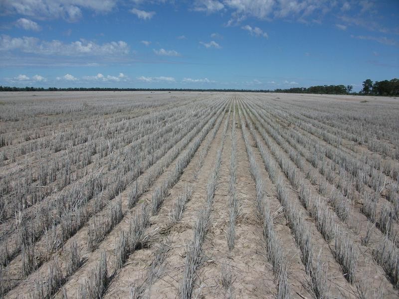 31708 Cunningham Hwy, Goondiwindi QLD 4390