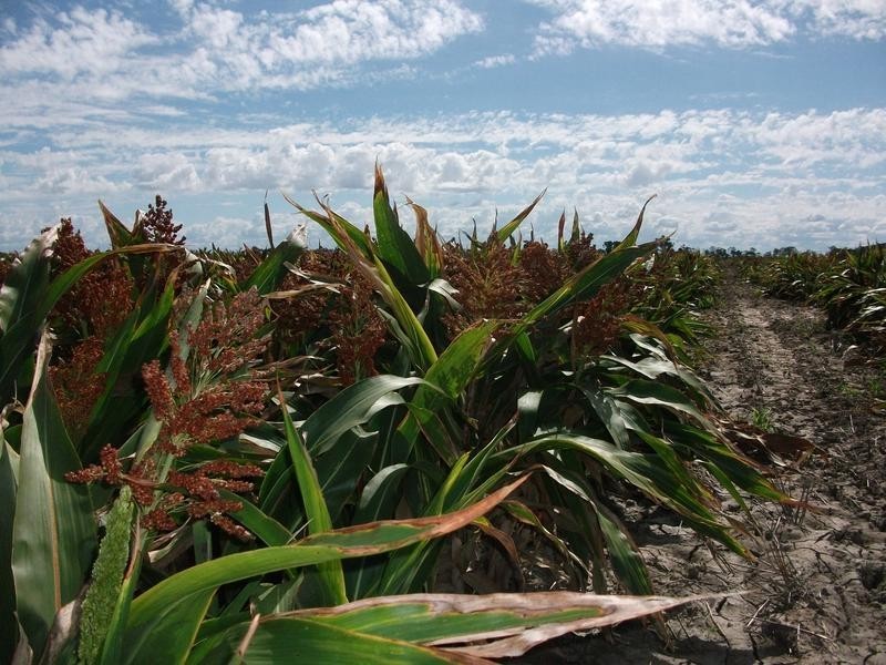 31708 Cunningham Hwy, Goondiwindi QLD 4390