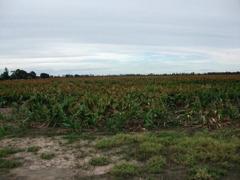 31708 Cunningham Hwy, Goondiwindi QLD 4390