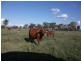 2830 Tarwoona Rd, Texas NSW 4385
