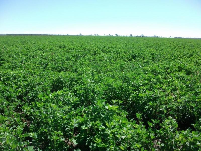 3770 Cecil Plains – Dalby Rd, Cecil Plains QLD 4407