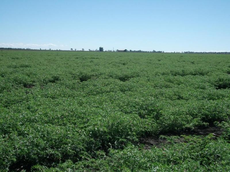 3770 Cecil Plains – Dalby Rd, Cecil Plains QLD 4407