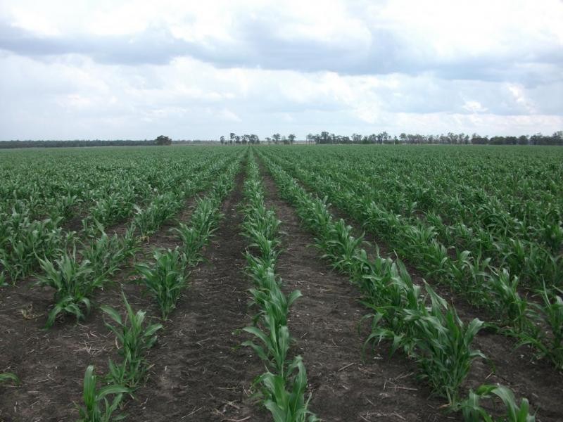 3770 Cecil Plains – Dalby Rd, Cecil Plains QLD 4407