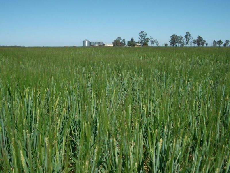 Cosgrove Rd, Dalby QLD 4405