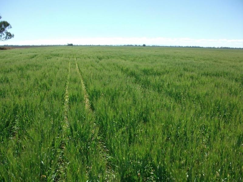 Cosgrove Rd, Dalby QLD 4405