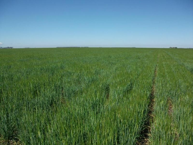 Cosgrove Rd, Dalby QLD 4405