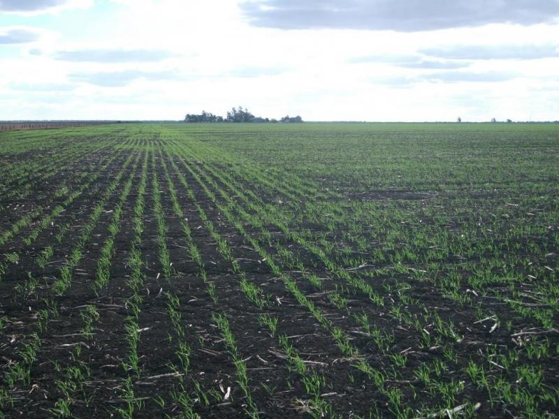 Cosgrove Rd, Dalby QLD 4405