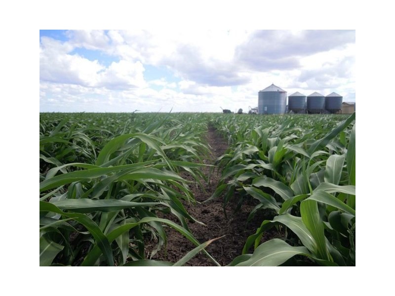 Cosgrove Rd, Dalby QLD 4405