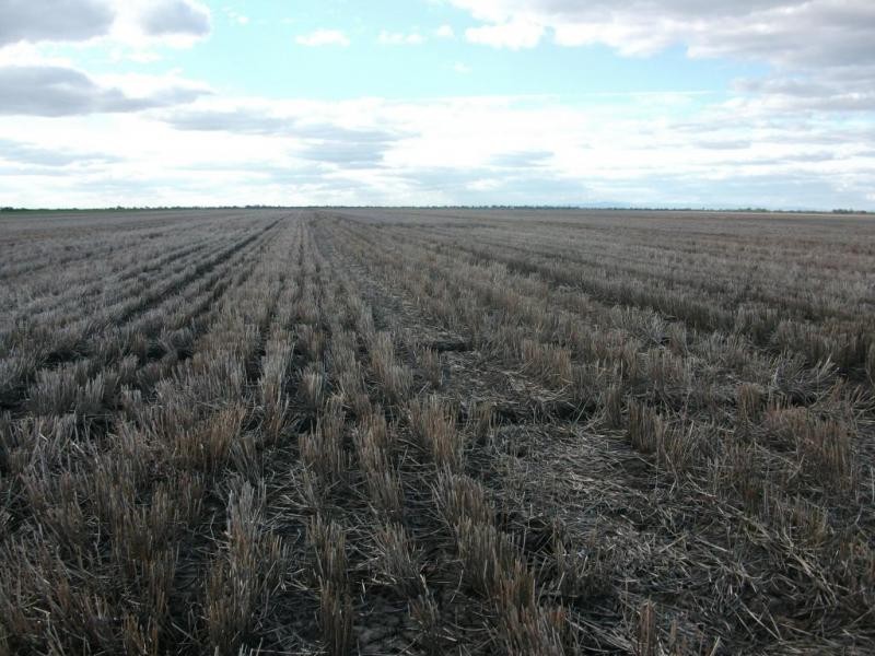 Cosgrove Rd, Dalby QLD 4405