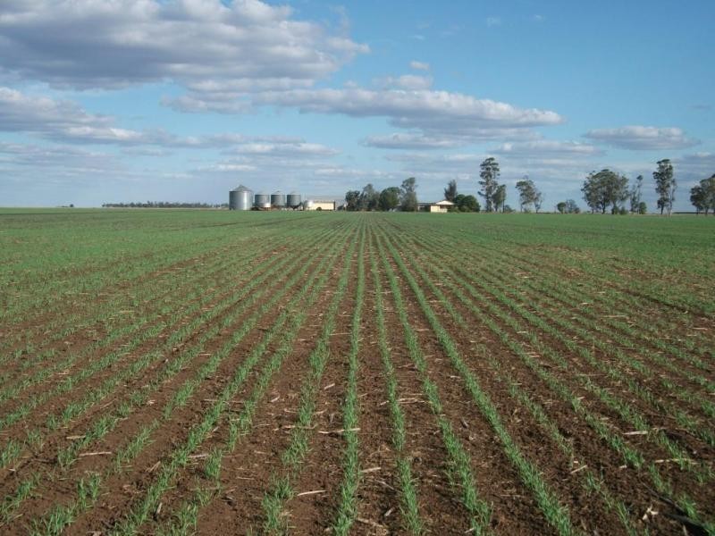 Cosgrove Rd, Dalby QLD 4405