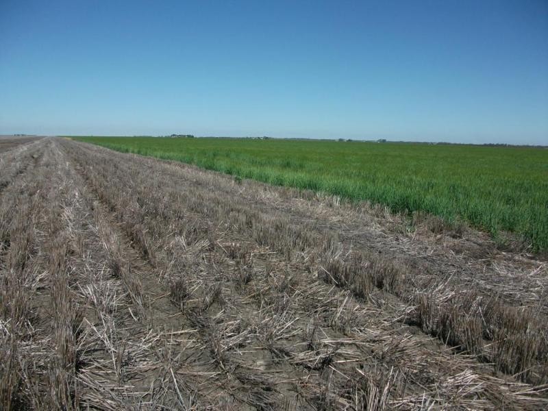 Cosgrove Rd, Dalby QLD 4405