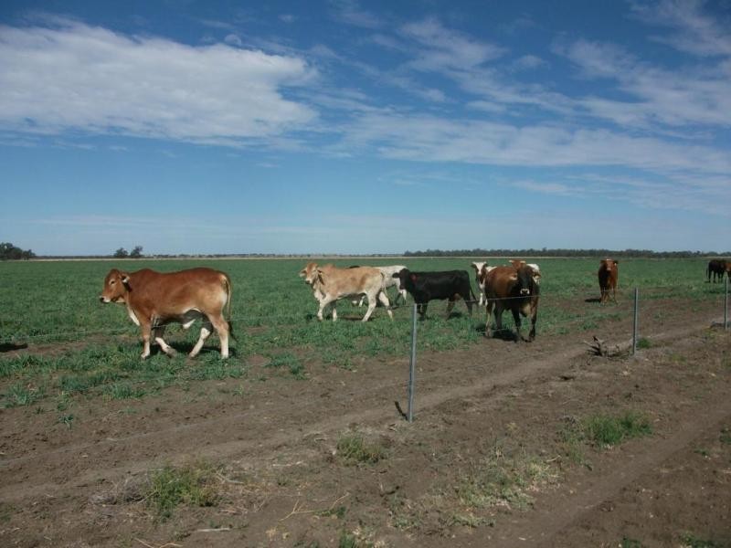 1143 River Rd, Surat QLD 4417