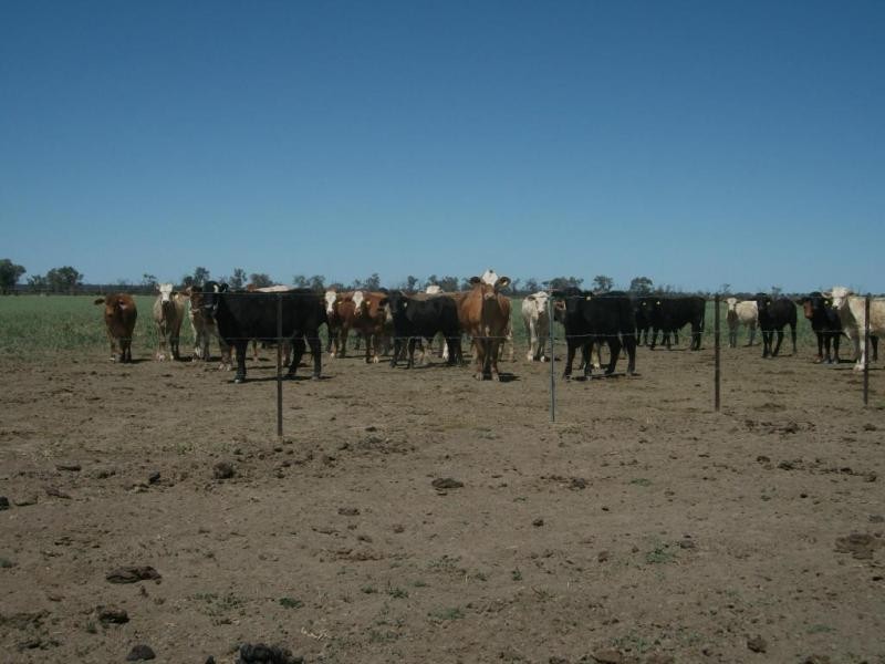 1143 River Rd, Surat QLD 4417