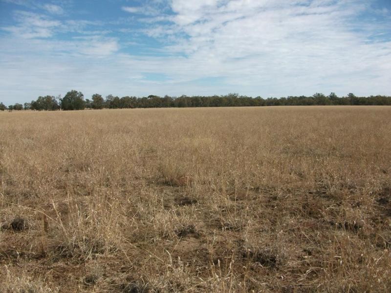 1143 River Rd, Surat QLD 4417