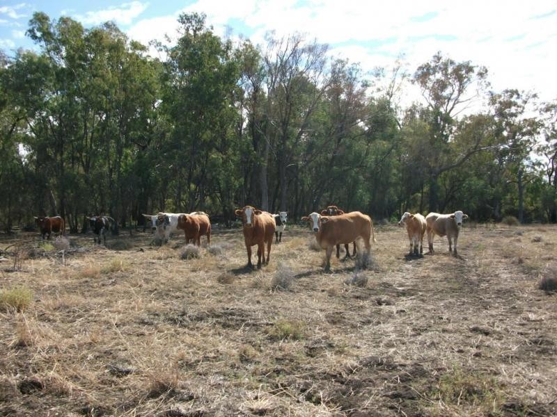 1143 River Rd, Surat QLD 4417