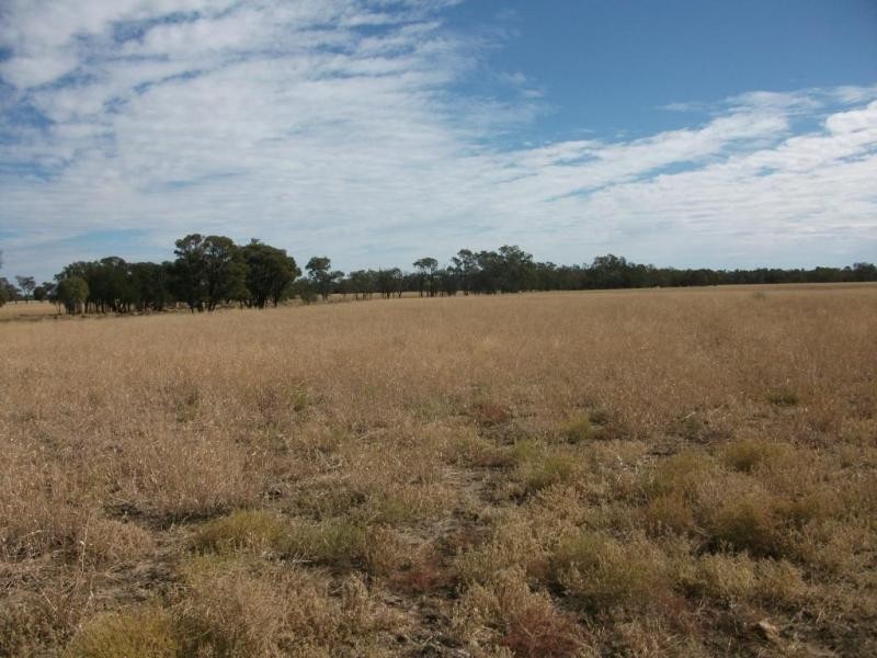 1143 River Rd, Surat QLD 4417