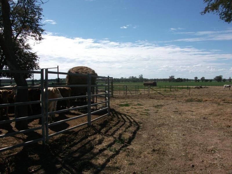 1143 River Rd, Surat QLD 4417