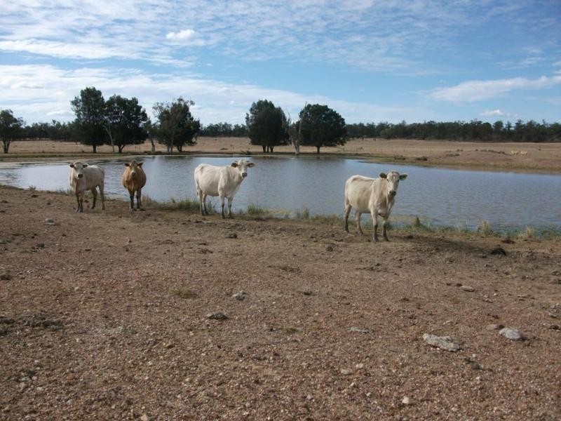 5614 Surat Development Rd, Glenmorgan QLD 4423