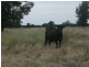 31457 Cunningham Hway, Goondiwindi QLD 4390