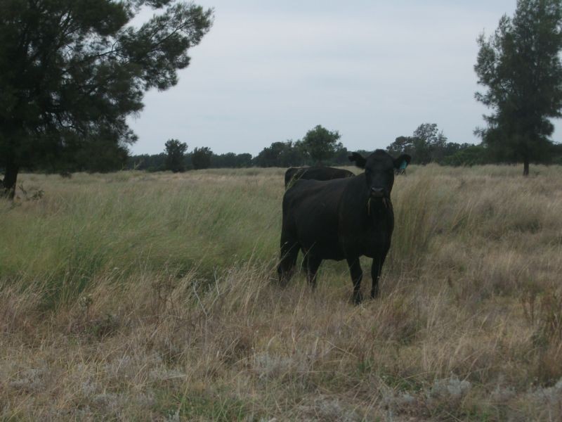 31457 Cunningham Hway, Goondiwindi QLD 4390