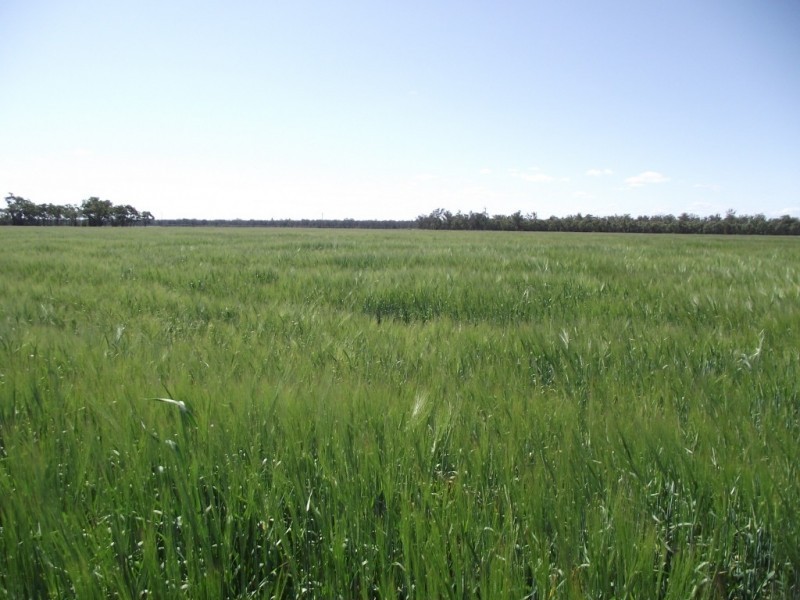 Yelarbon QLD 4388