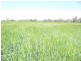 Yelarbon QLD 4388