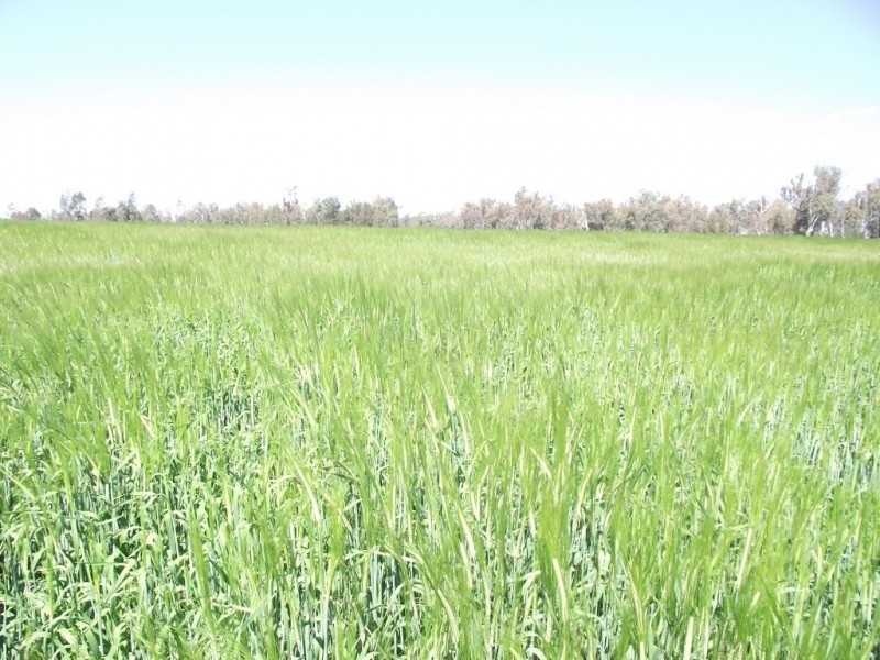 Yelarbon QLD 4388