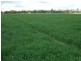 Yelarbon QLD 4388