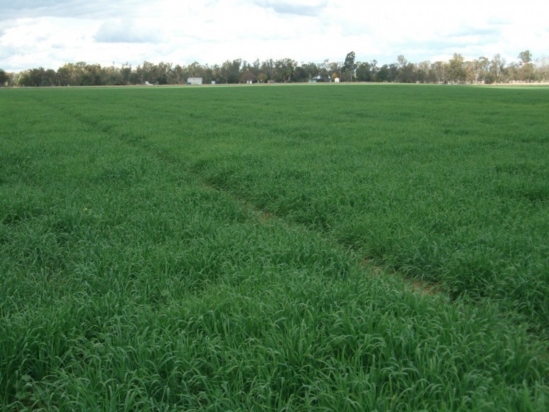 Yelarbon QLD 4388