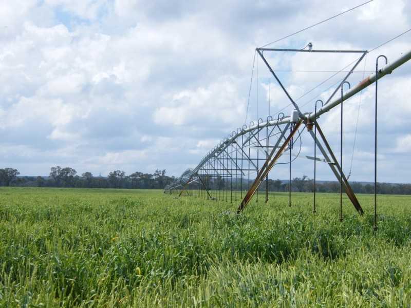 Yelarbon QLD 4388