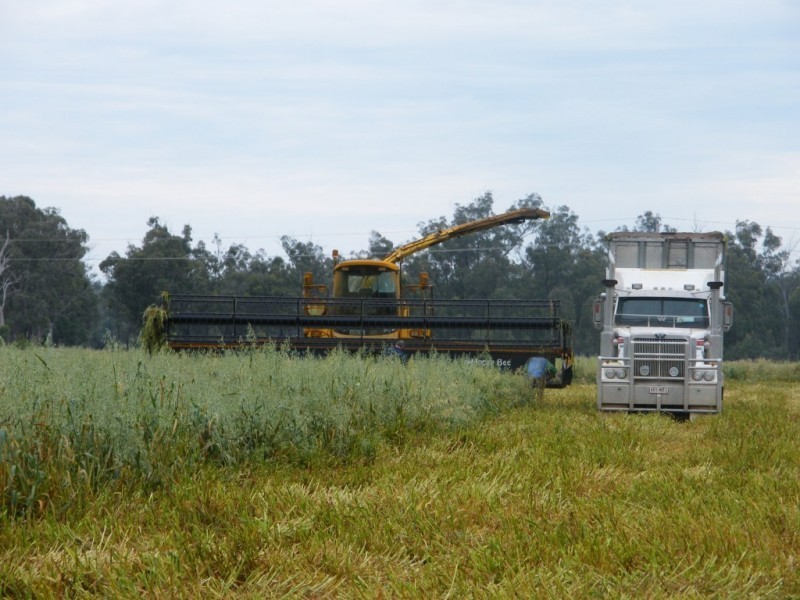 Yelarbon QLD 4388