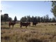 2151 Tenomby Rd, Goondiwindi QLD 4390