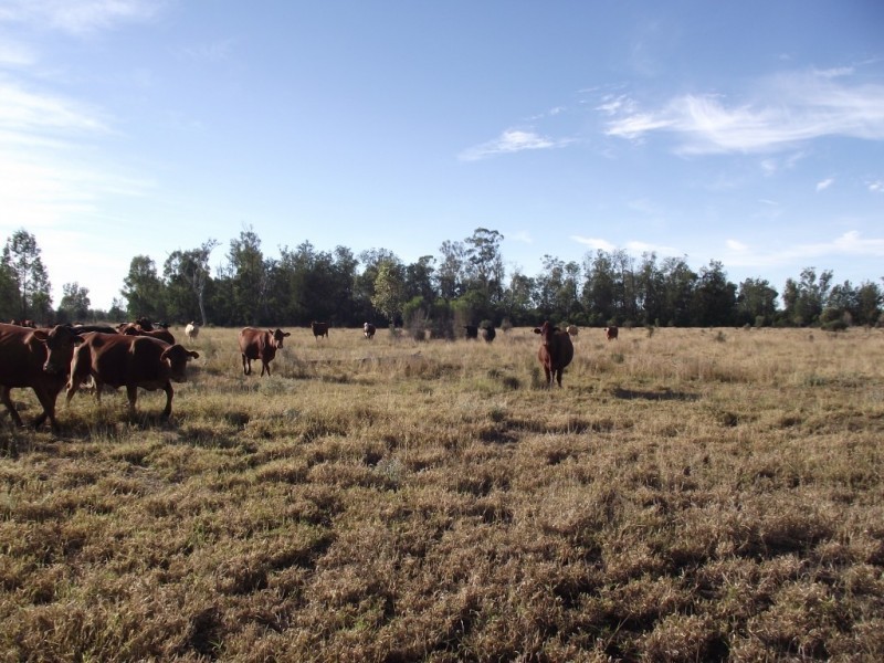 2151 Tenomby Rd, Goondiwindi QLD 4390