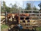 2151 Tenomby Rd, Goondiwindi QLD 4390