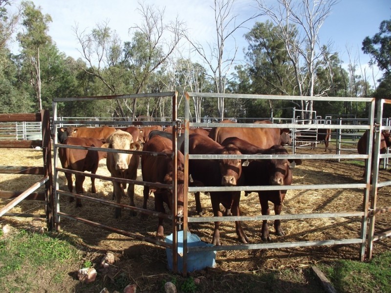 2151 Tenomby Rd, Goondiwindi QLD 4390