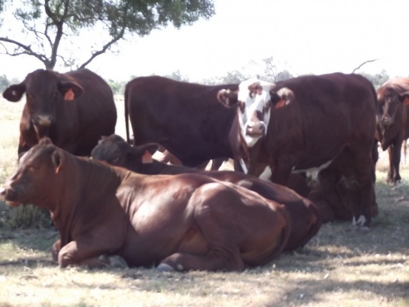 27966 Cunningham Hwy, Yelarbon QLD 4388