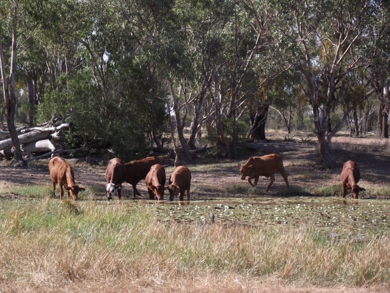 27966 Cunningham Hwy, Yelarbon QLD 4388