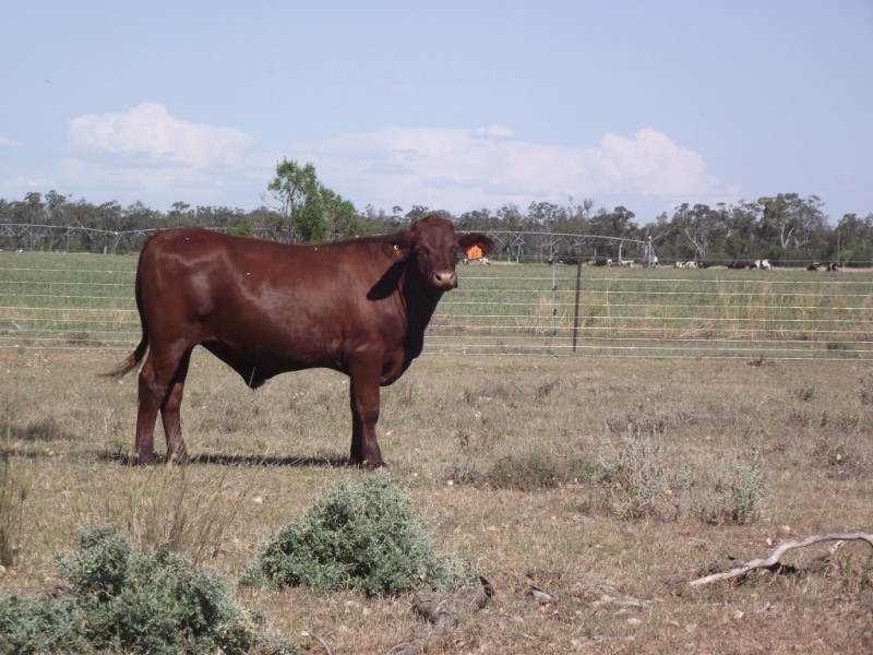 27966 Cunningham Hwy, Yelarbon QLD 4388