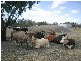 Boronga, Boomi NSW 2405