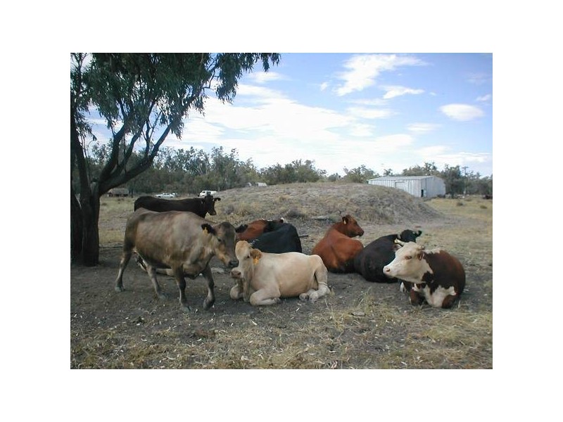 Boronga, Boomi NSW 2405