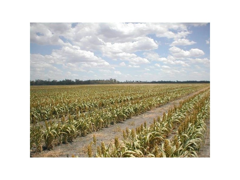 Boronga, Boomi NSW 2405