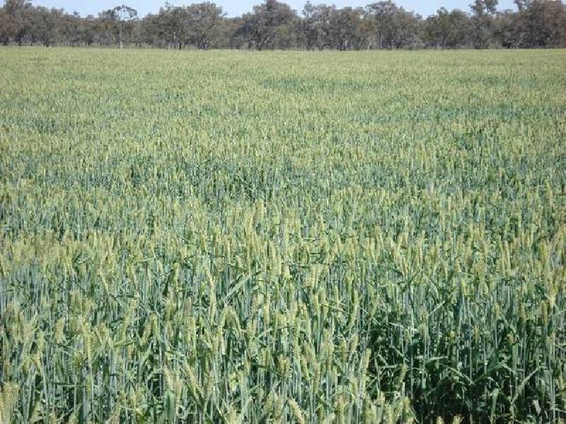 Sterling Road, Boggabilla NSW 2409