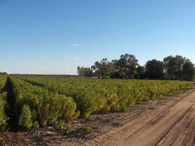 Sterling Road, Boggabilla NSW 2409