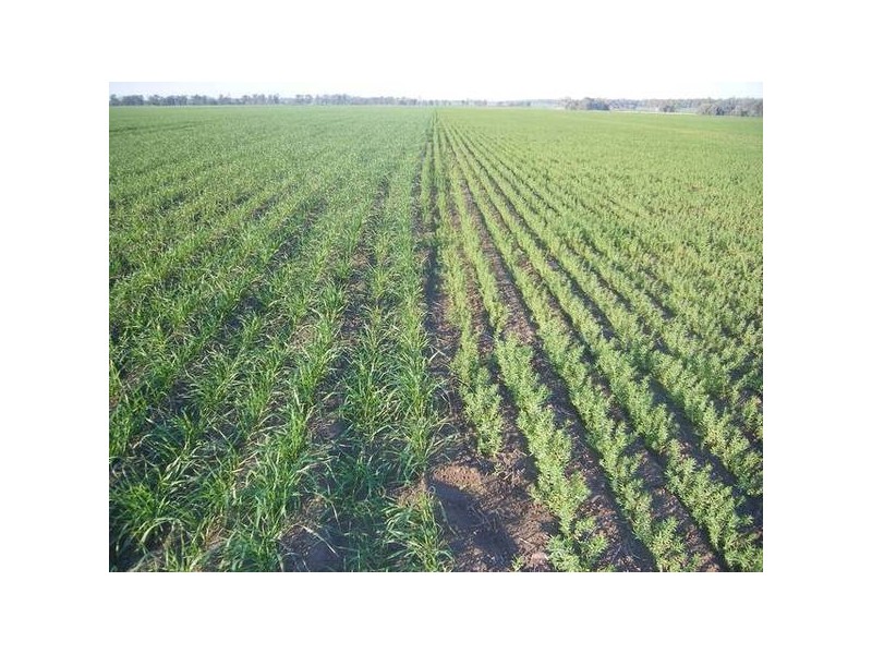 The Heart Of The Golden Triangle, Croppa Creek NSW 2411