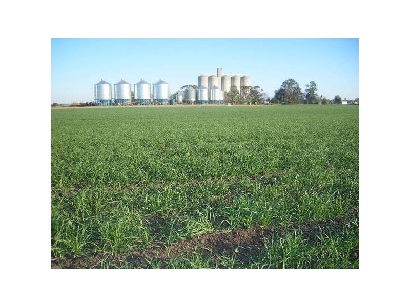 The Heart Of The Golden Triangle, Croppa Creek NSW 2411