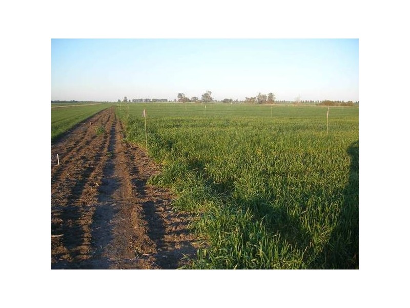 The Heart Of The Golden Triangle, Croppa Creek NSW 2411