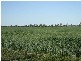 * Scudamores Road, Goondiwindi QLD 4390