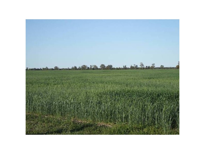 * Scudamores Road, Goondiwindi QLD 4390