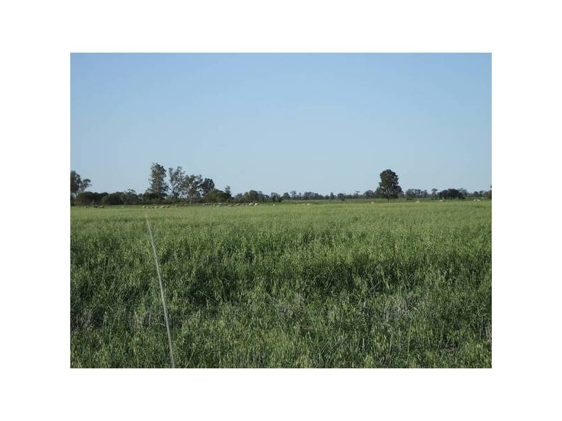 * Scudamores Road, Goondiwindi QLD 4390