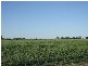 * Scudamores Road, Goondiwindi QLD 4390